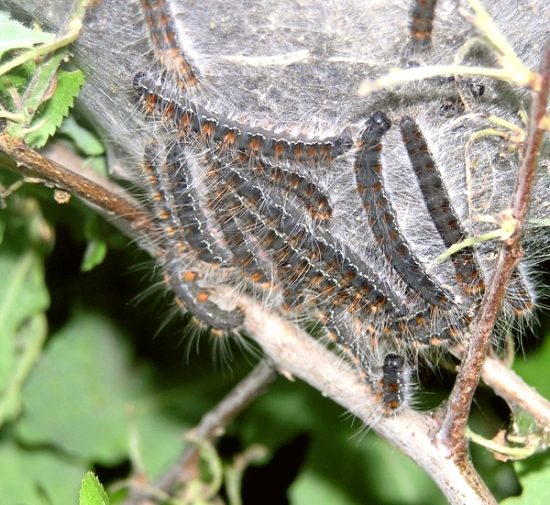 Bruchi di Eriogaster lanestris